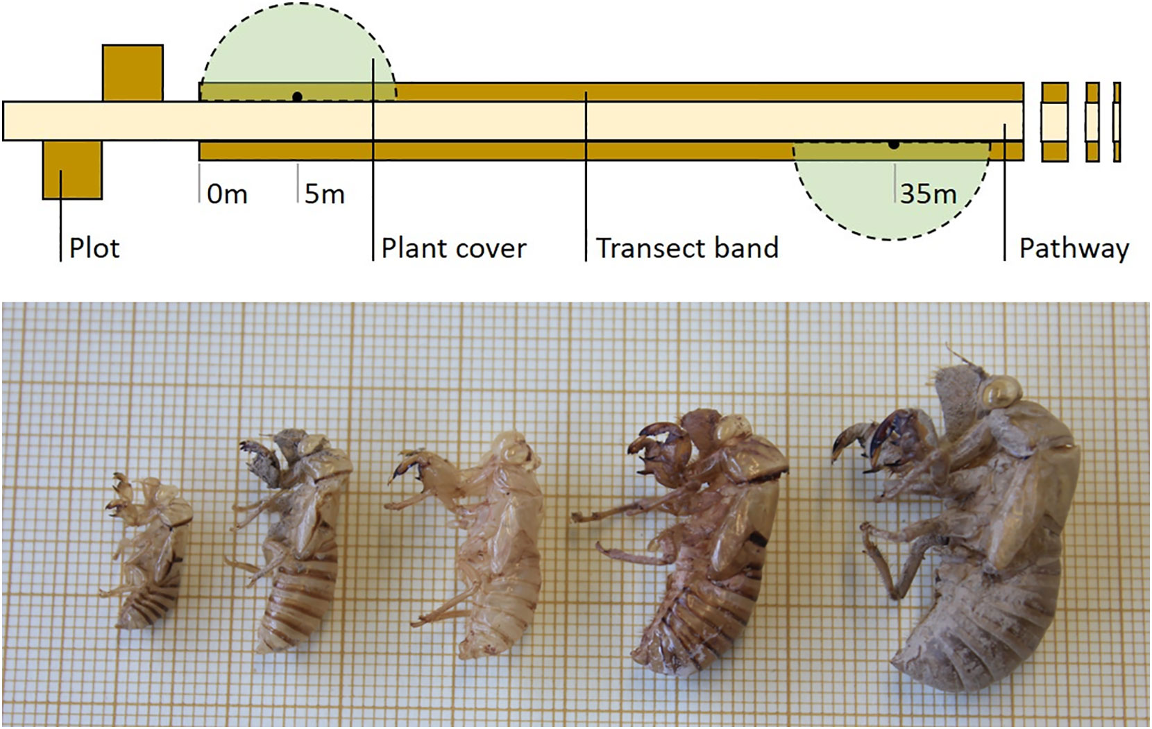 Cicada-MET: an efficient ecological monitoring protocol of cicada populations